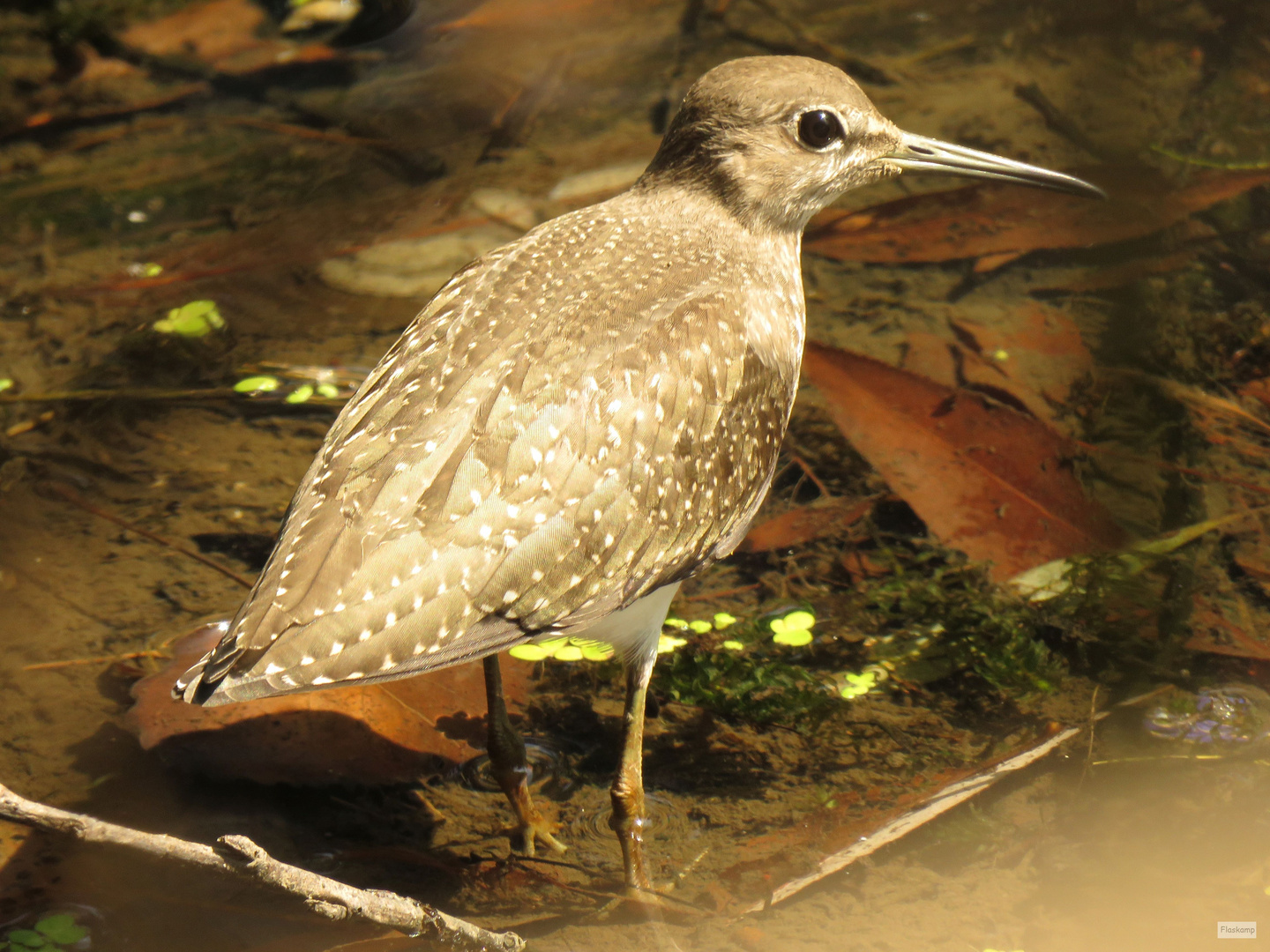 Waldwasserläufer 2