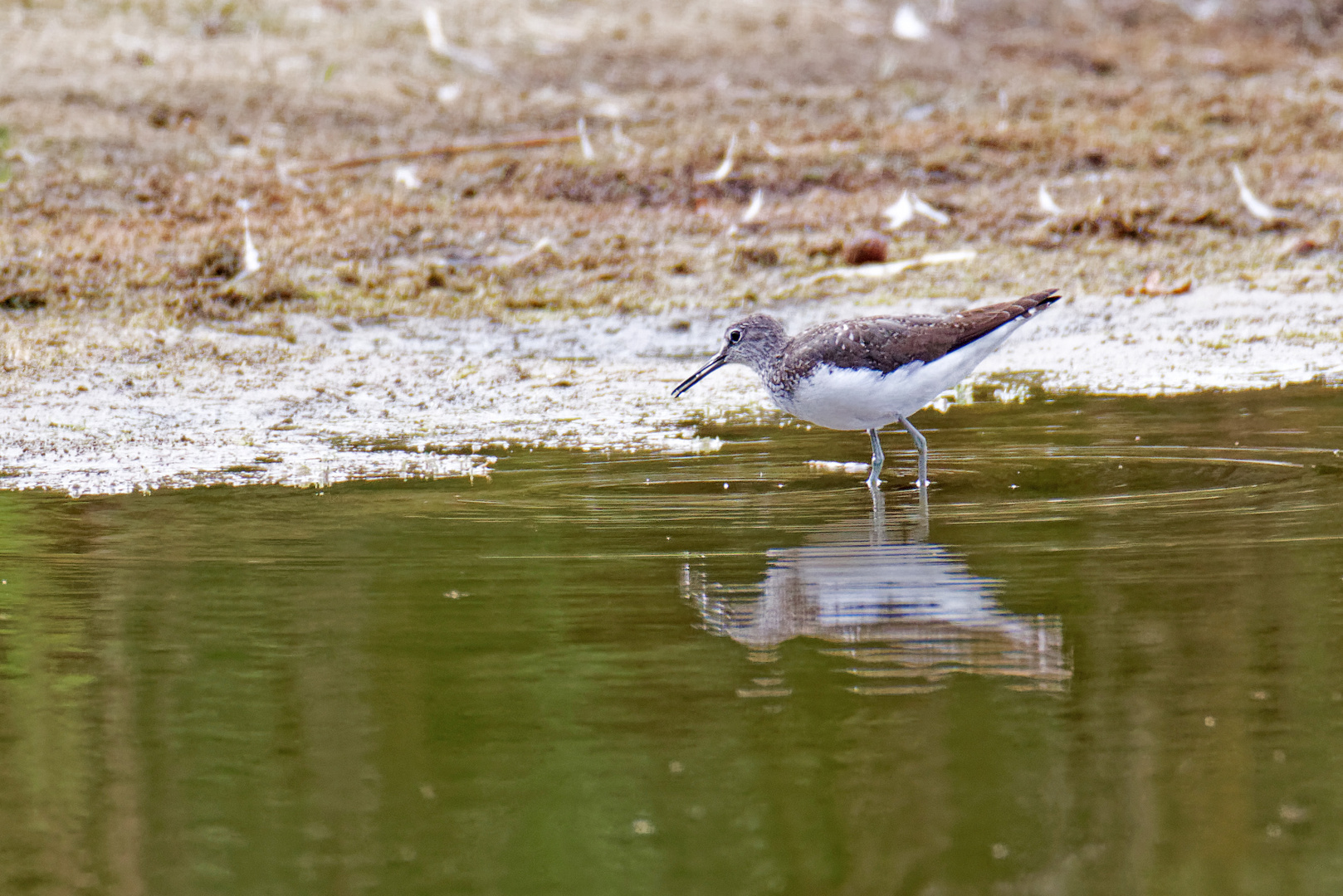 Waldwasserläufer