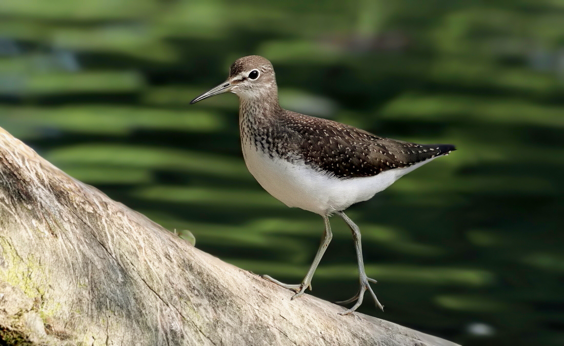 Waldwasserläufer 