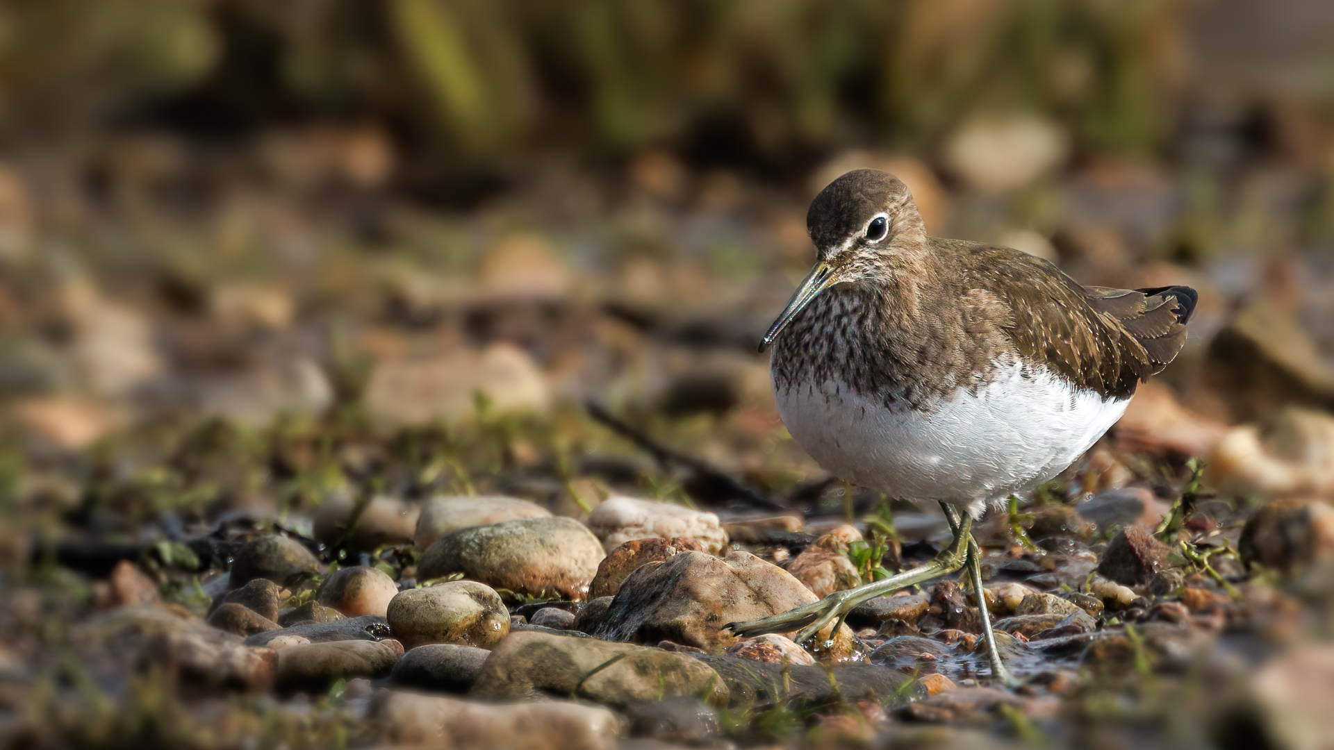 -Waldwasserläufer-