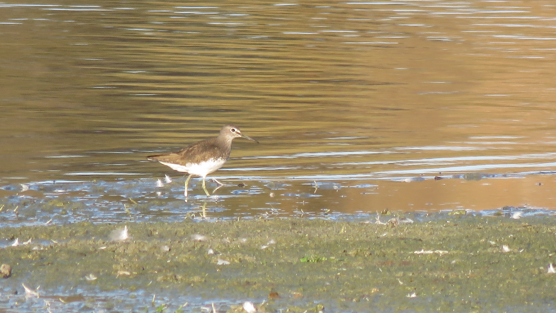 Waldwasserläufer...