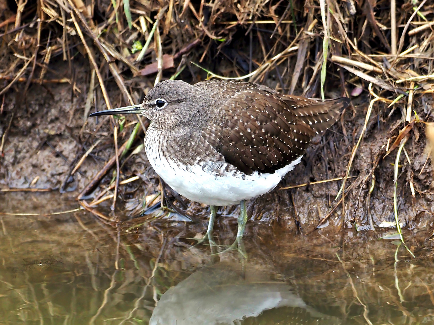 Waldwasserläufer