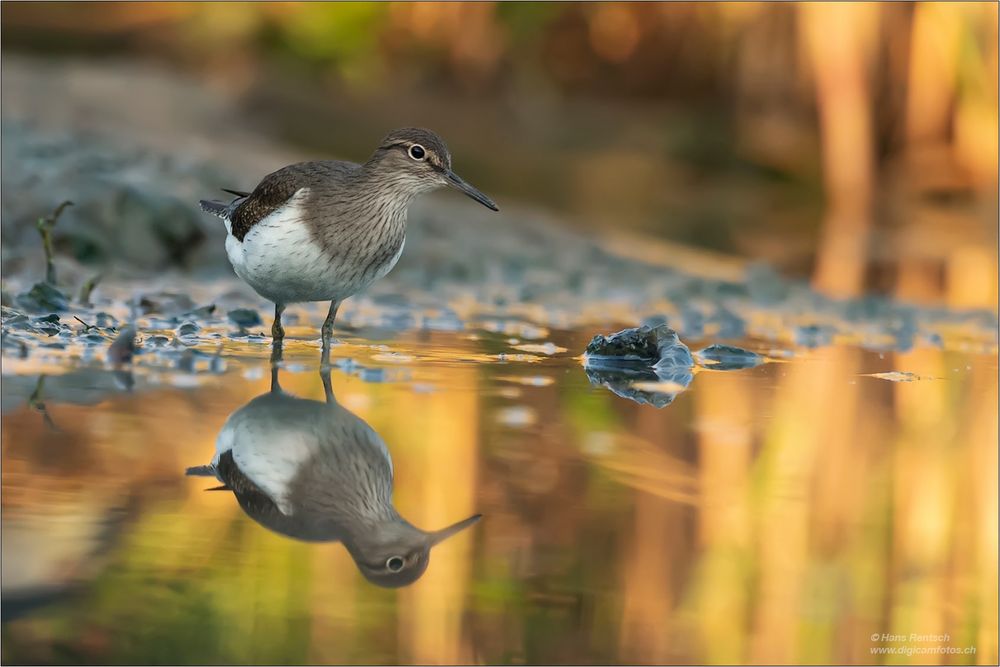 Waldwasserläufer