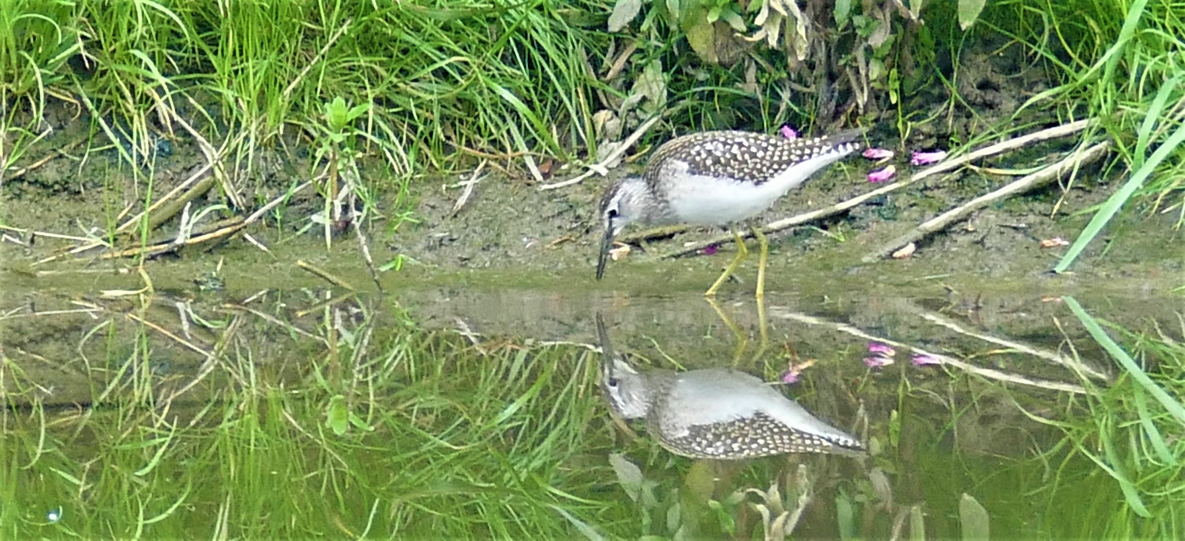 Waldwasserläufer