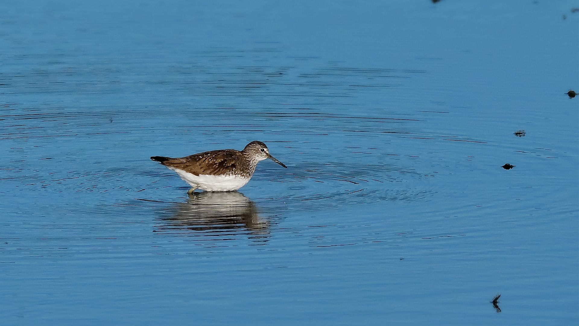 Waldwasserläufer ....