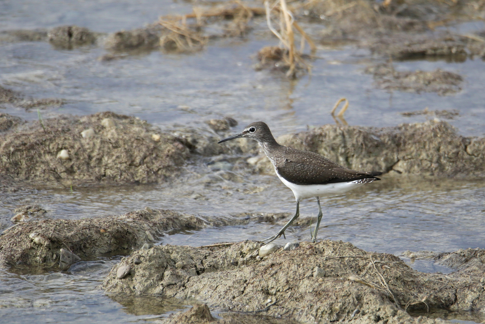 Waldwasserläufer