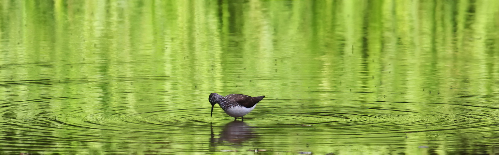 Waldwasserläufer