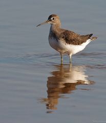 Waldwasserläufer