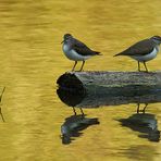 Waldwasserläufer