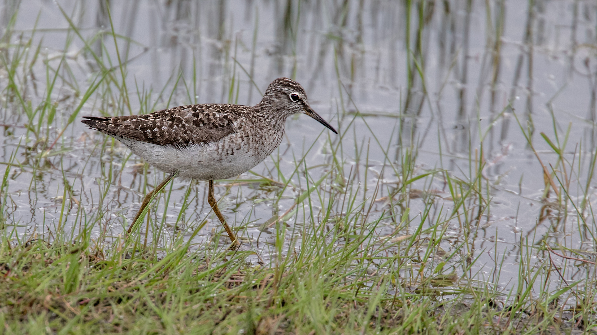 Waldwasserläufer