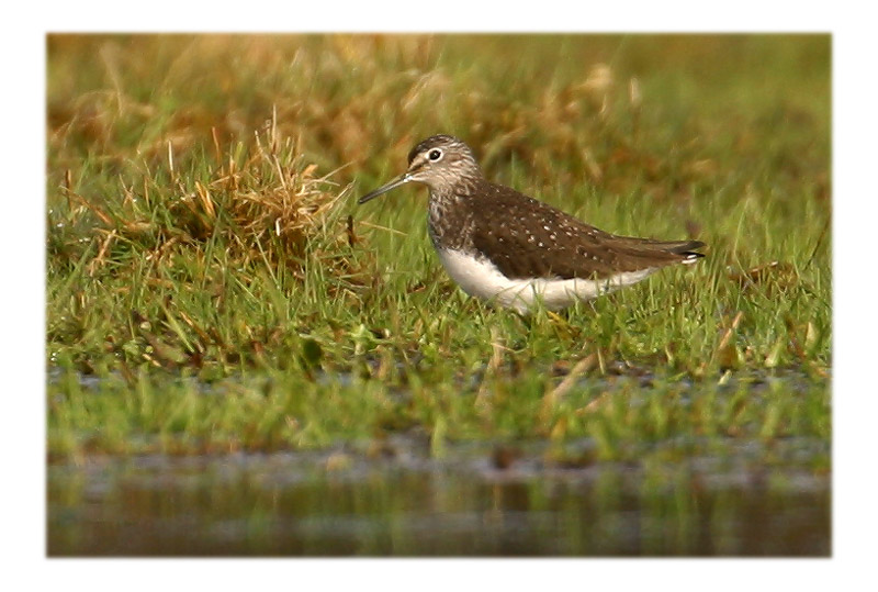 Waldwasserläufer