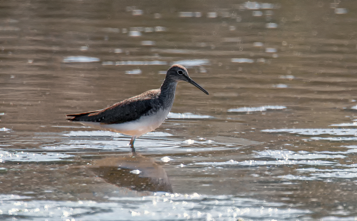 Waldwasserläufer