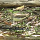 Waldwasserläufer ......