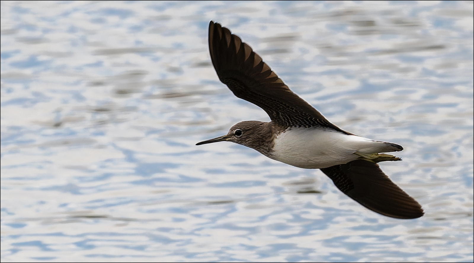 Waldwasserläufer