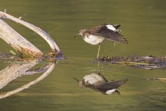 Waldwasserläufer