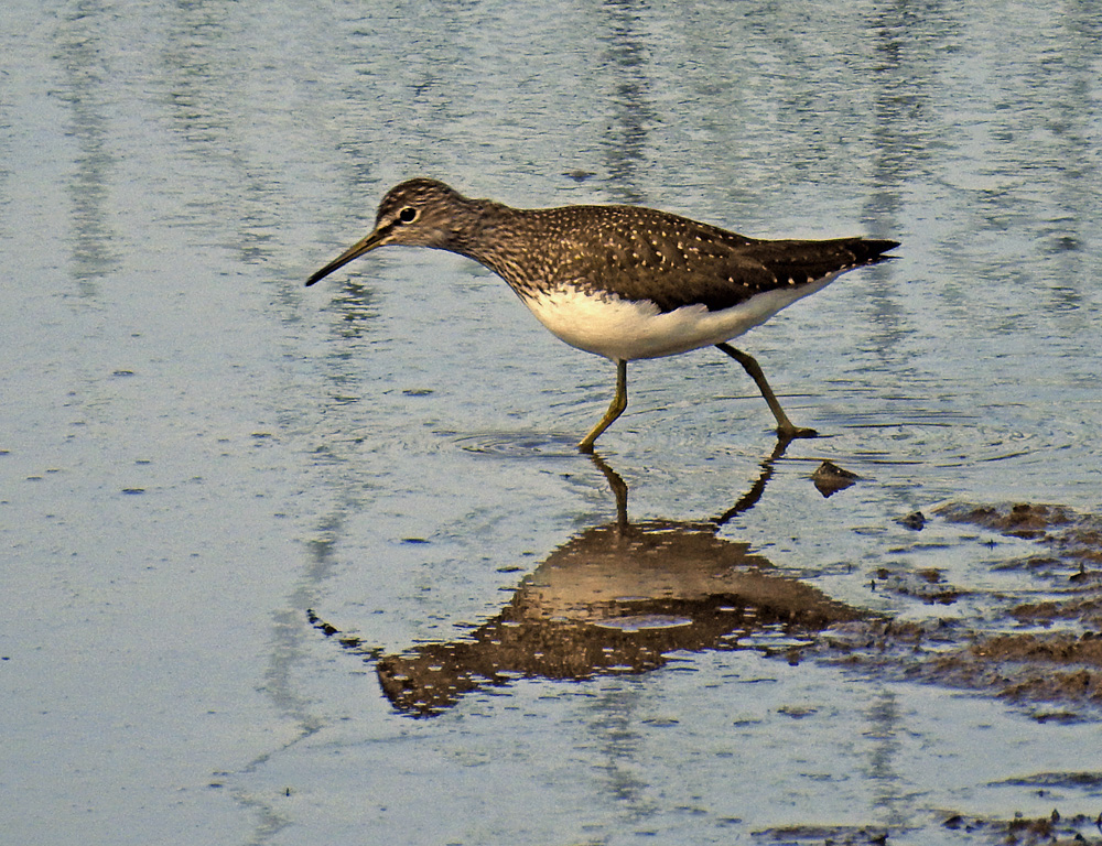 Waldwasserläufer