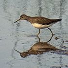 Waldwasserläufer