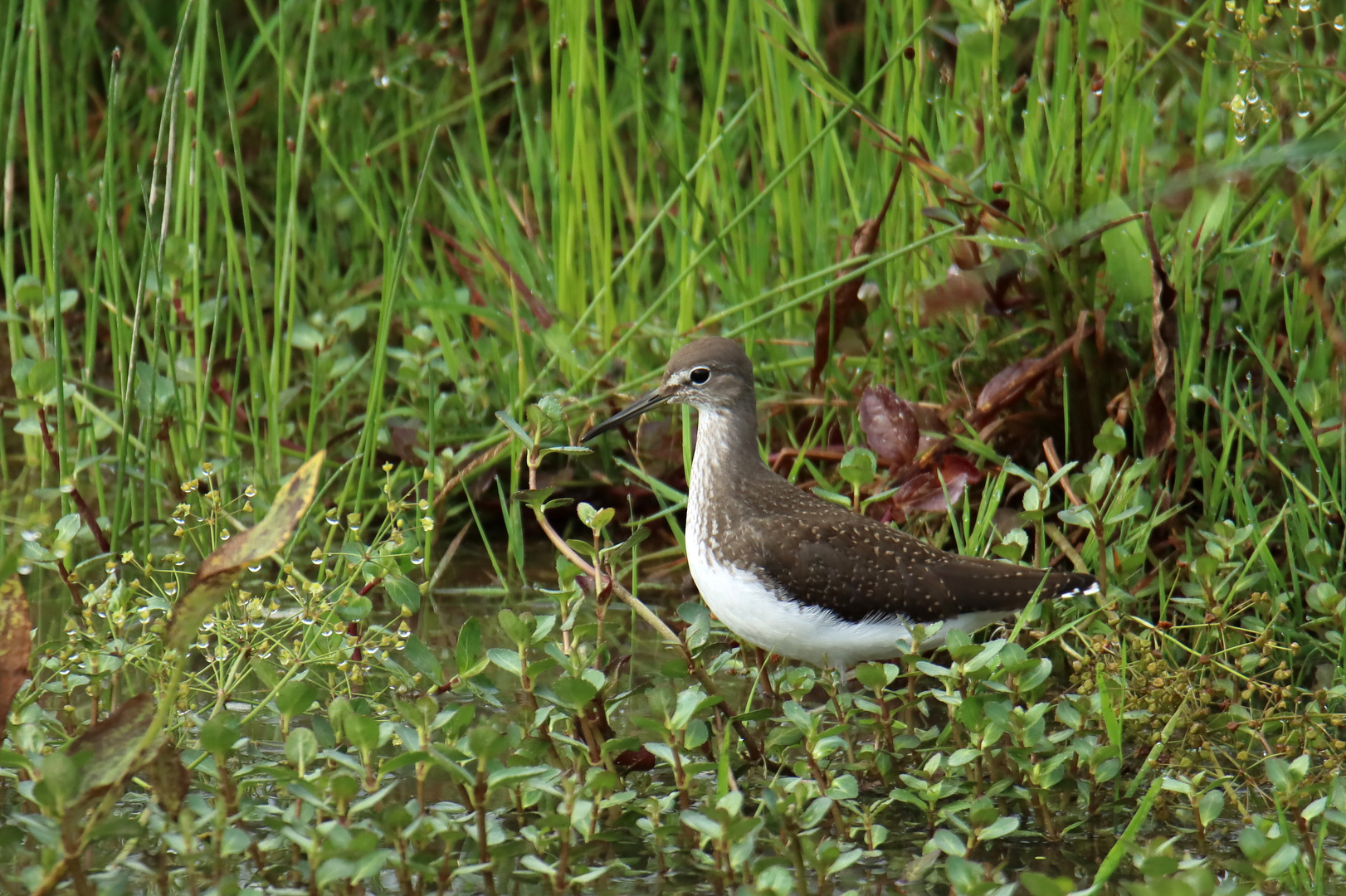 Waldwasserläufer