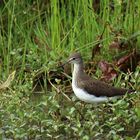 Waldwasserläufer