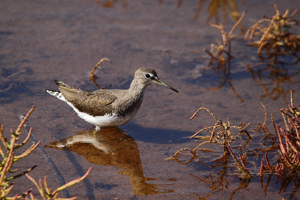 Waldwasserläufer