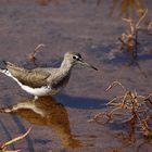 Waldwasserläufer