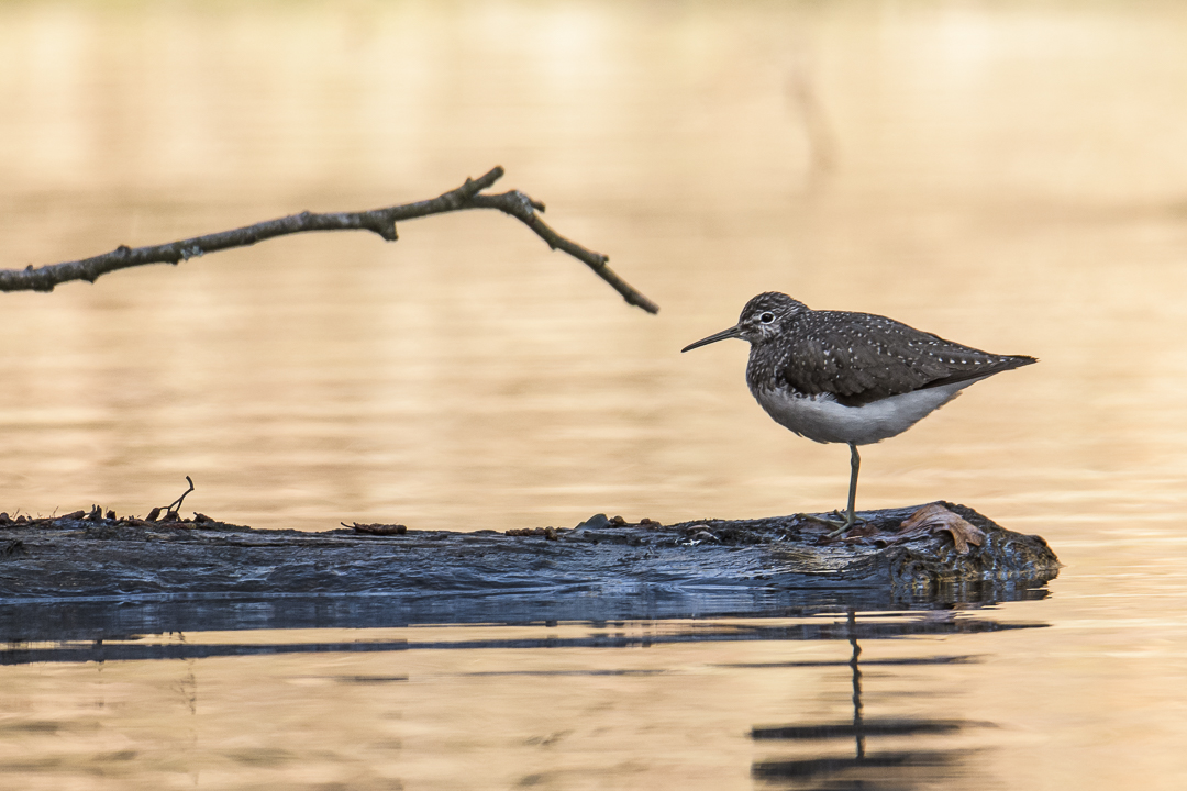 Waldwasserläufer...