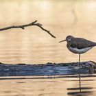 Waldwasserläufer...