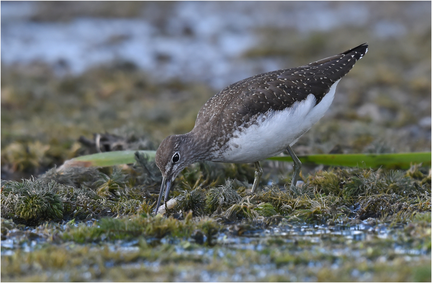 Waldwasserläufer