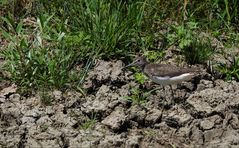 Waldwasserläufer