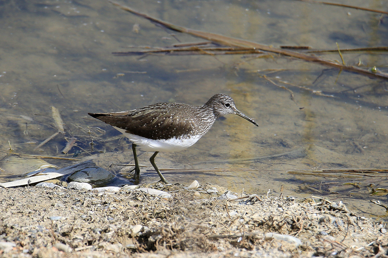 Waldwasserläufer