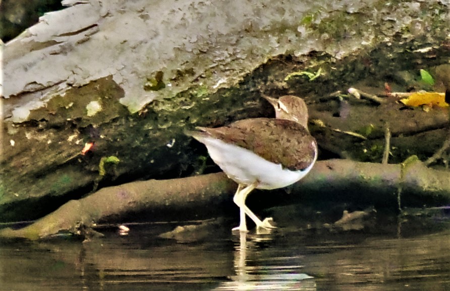 Waldwasserläufer