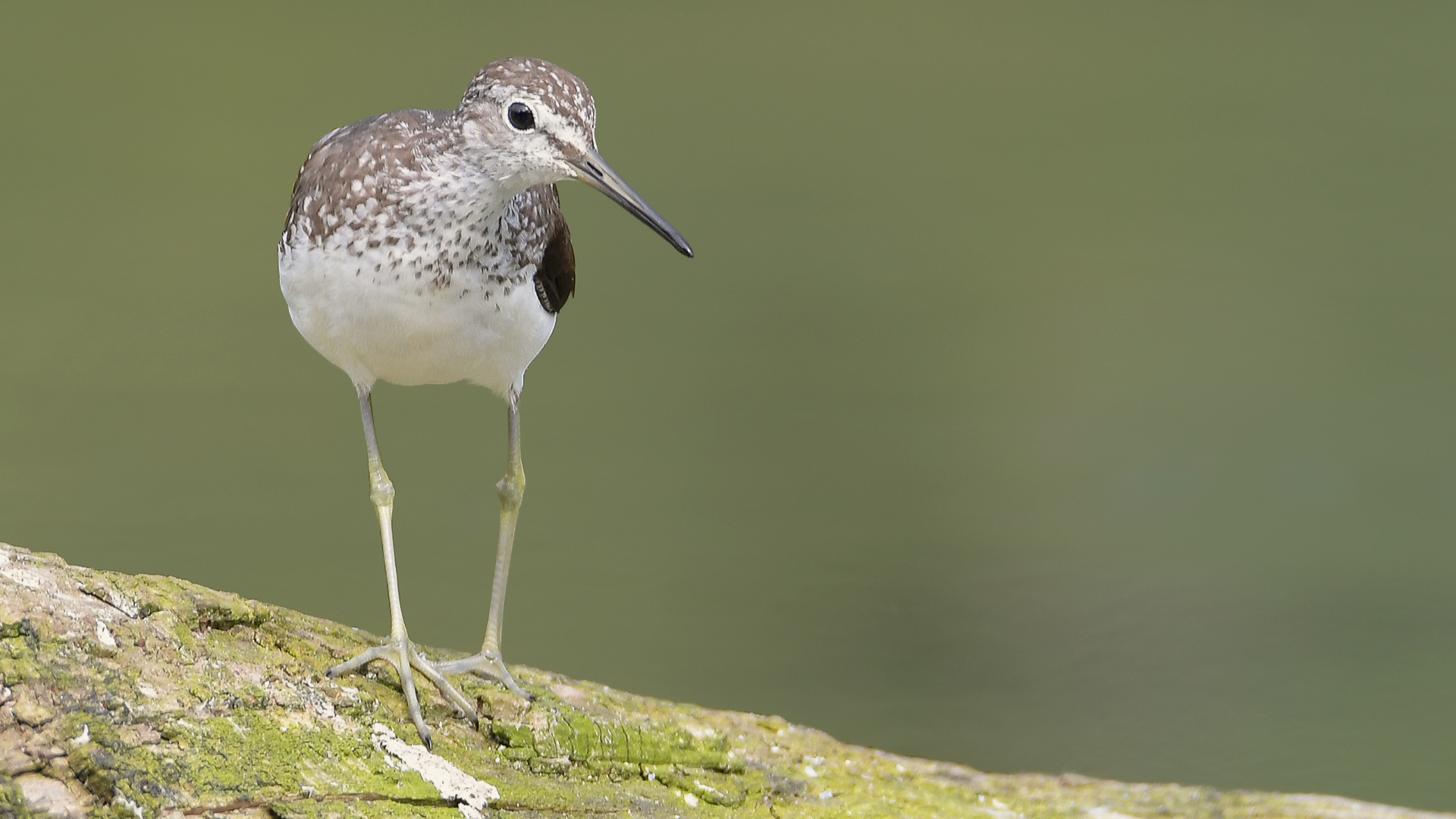 Waldwasserläufer