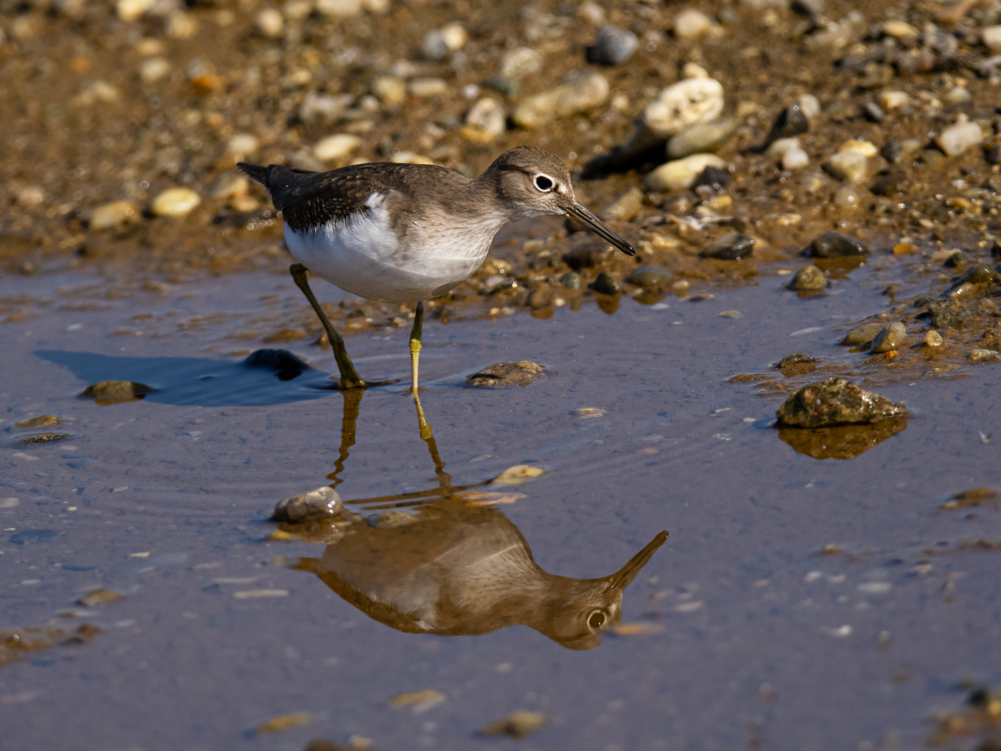 Waldwasserlaeufer