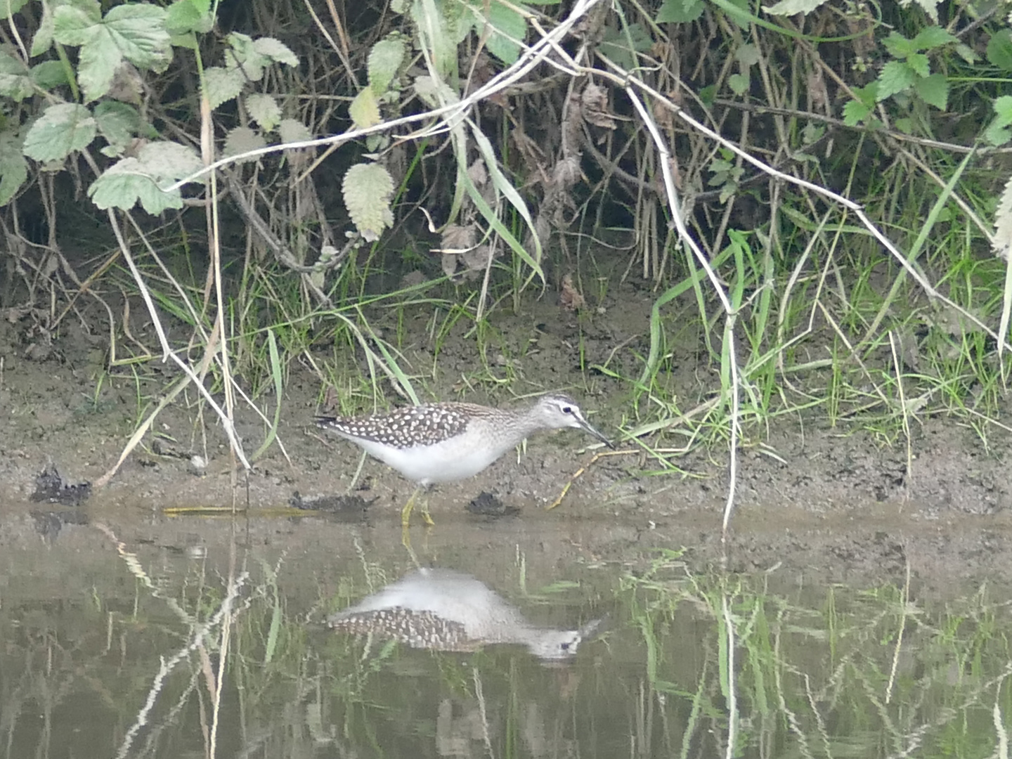 Waldwasserläufer