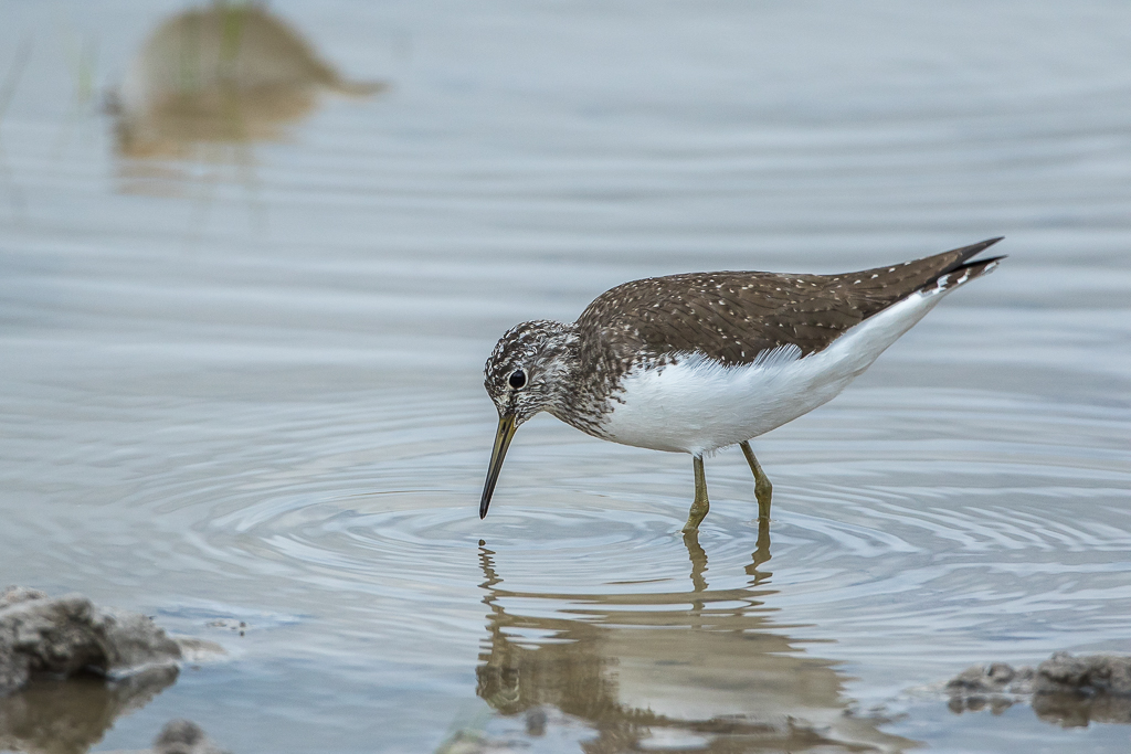 Waldwasserläufer