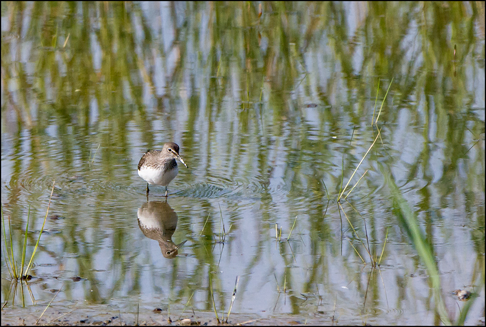 Waldwasserläufer