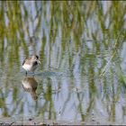 Waldwasserläufer