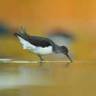 Waldwasserläufer als Weihnachtsgruß an Freunde, Bekannte und User