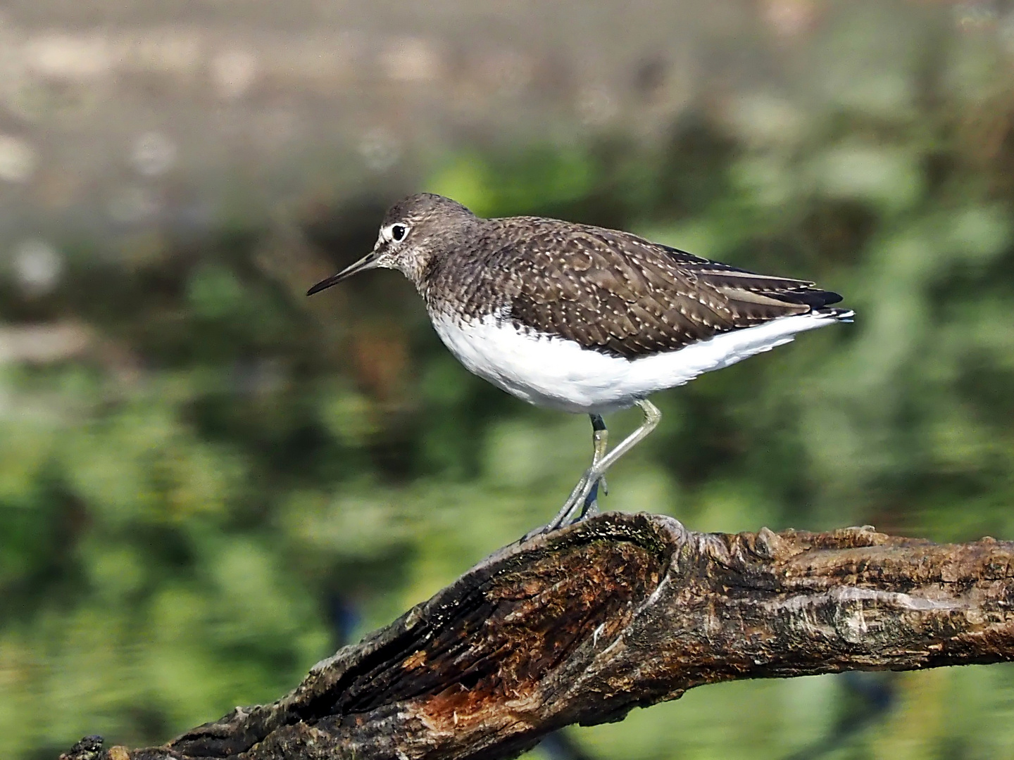 Waldwasserläufer