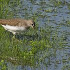 Waldwasserläufer