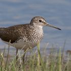 Waldwasserläufer...