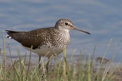 Waldwasserläufer...