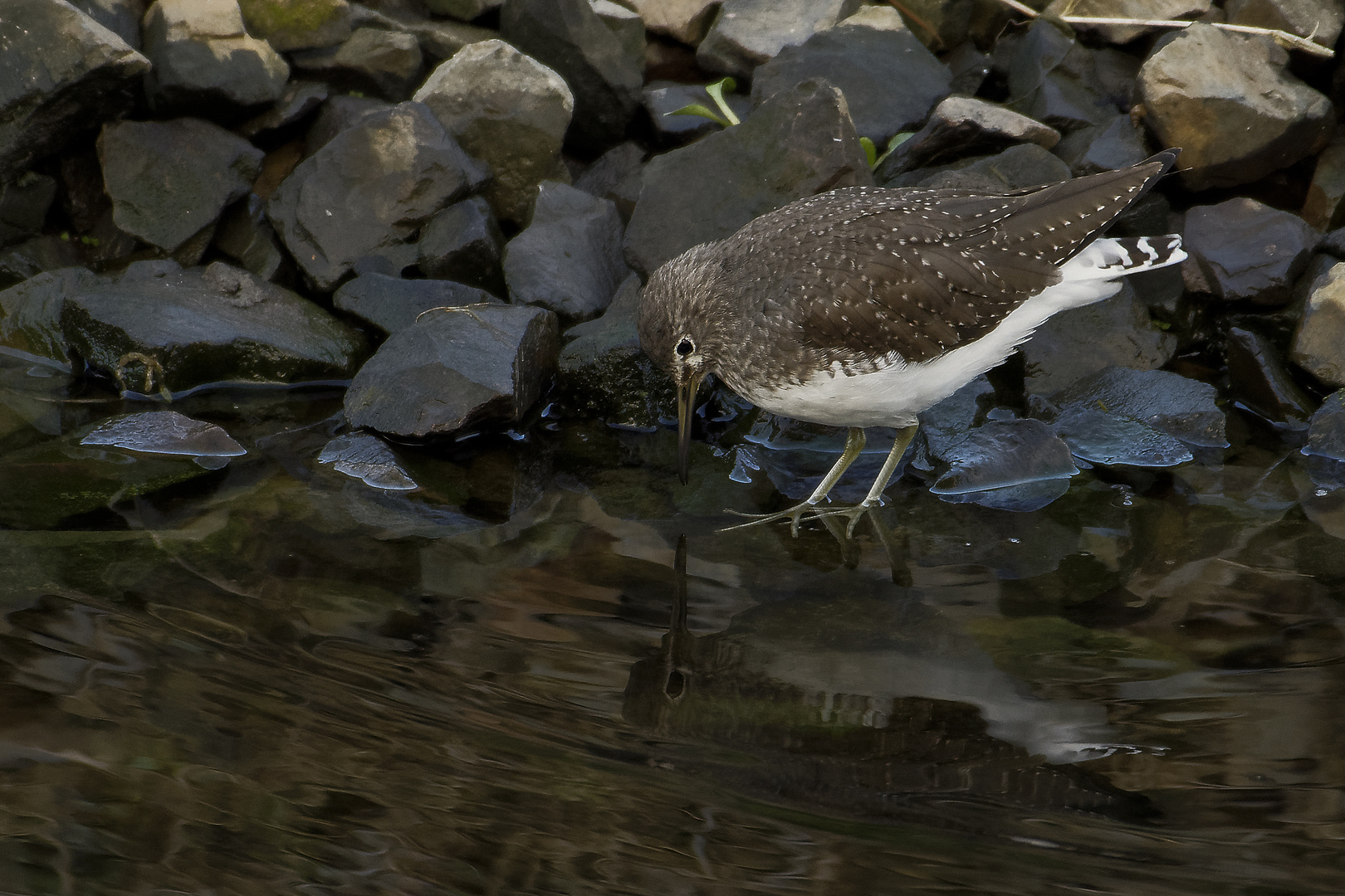 *Waldwasserläufer*