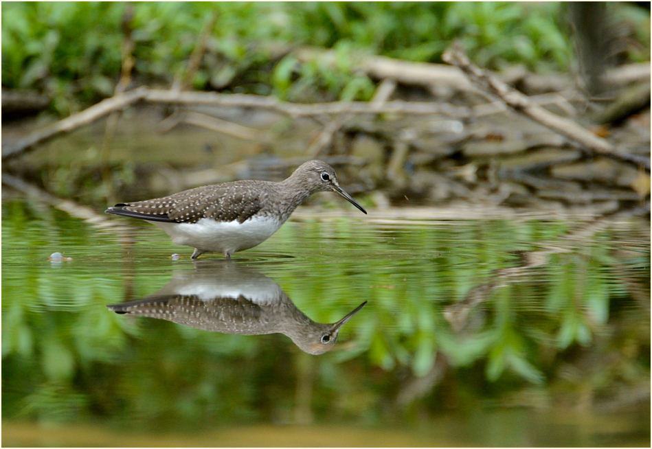 Waldwasserläufer