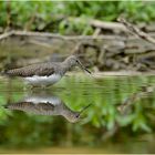 Waldwasserläufer