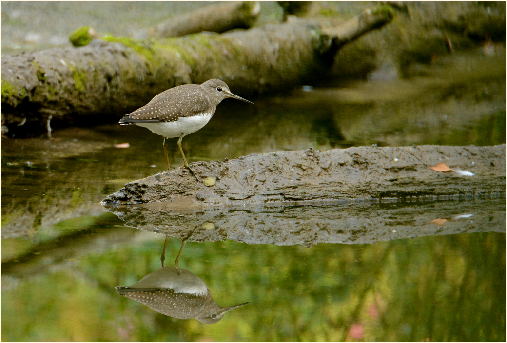 Waldwasserläufer