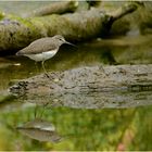 Waldwasserläufer