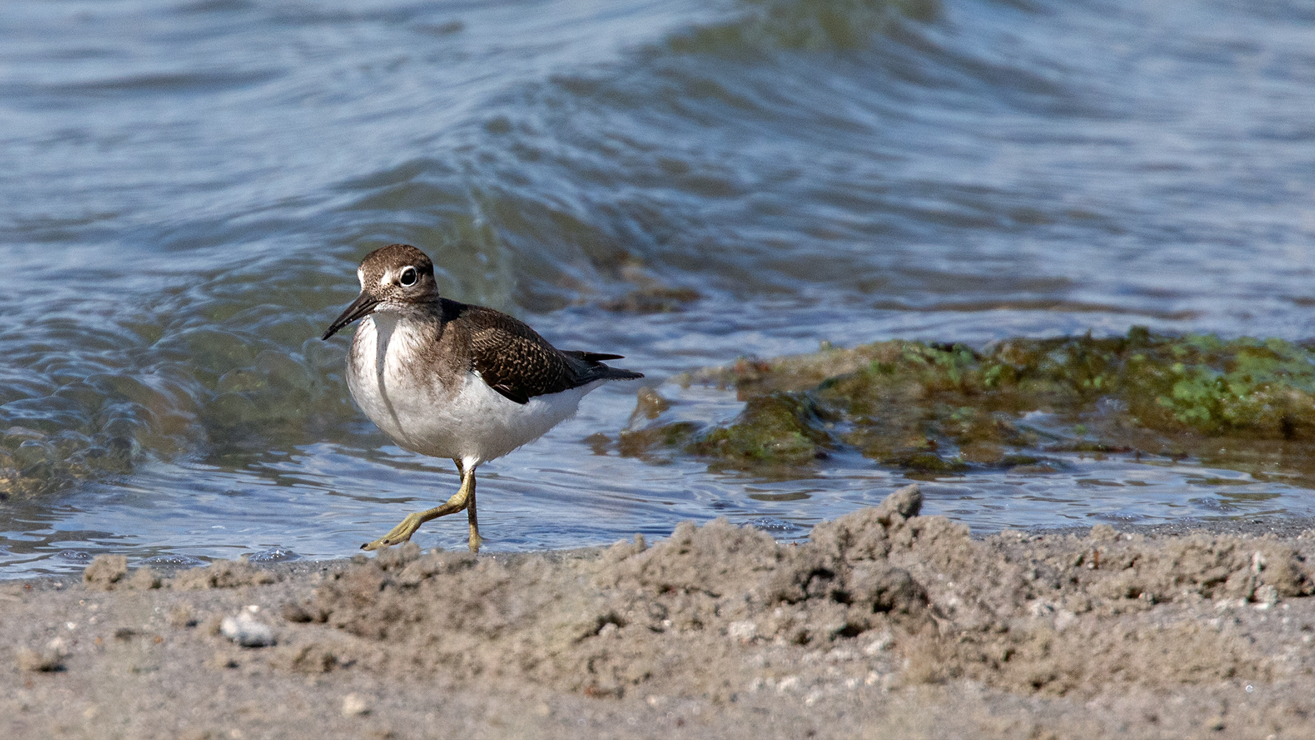 Waldwasserläufer??