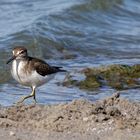 Waldwasserläufer??