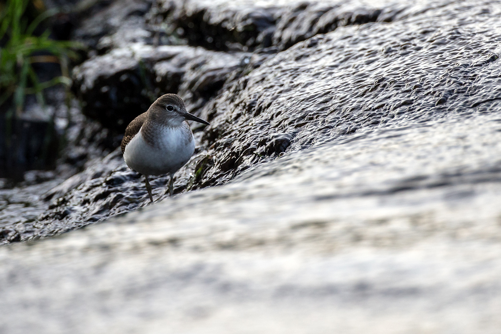 Waldwasserläufer